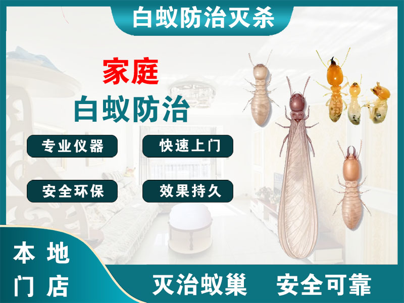 射阳家庭白蚁防治