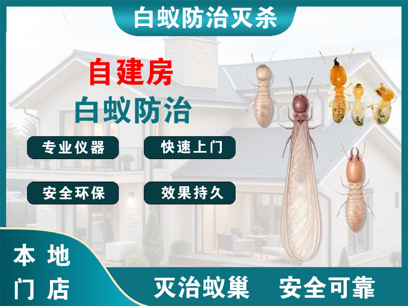 射阳自建房白蚁防治