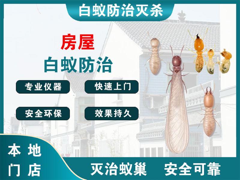 射阳房屋白蚁防治